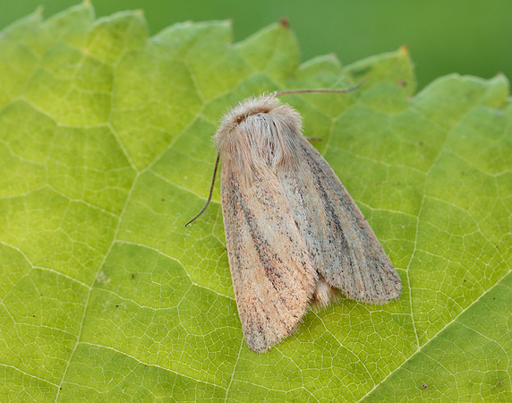 73.144 BF2350 Small Wainscot Denticucullus pygmina