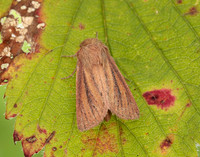 73.144 BF2350 Small Wainscot Denticucullus pygmina
