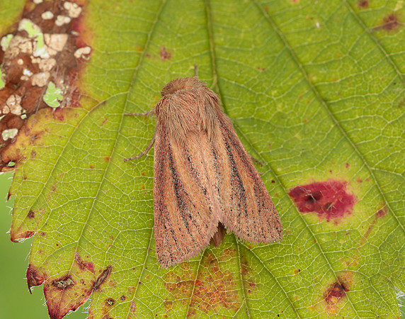 73.144 BF2350 Small Wainscot Denticucullus pygmina