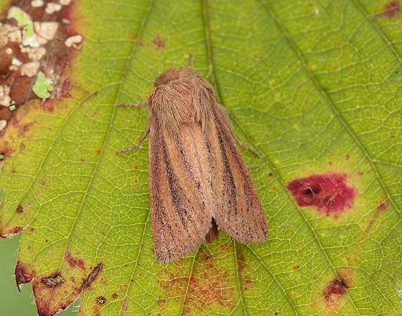 73.144 BF2350 Small Wainscot Denticucullus pygmina