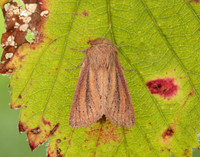 73.144 BF2350 Small Wainscot Denticucullus pygmina