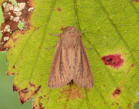 73.144 BF2350 Small Wainscot Denticucullus pygmina