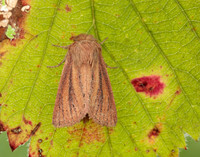 73.144 BF2350 Small Wainscot Denticucullus pygmina