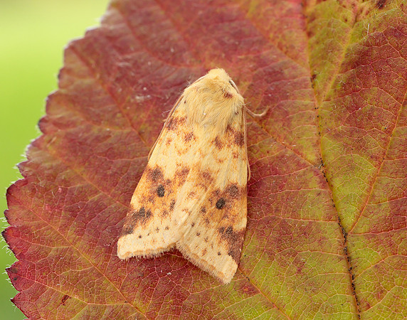 73.182 BF2274 Sallow Cirrhia icteritia