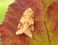 73.182 BF2274 Sallow Cirrhia icteritia