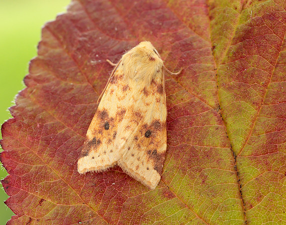 73.182 BF2274 Sallow Cirrhia icteritia