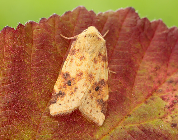 73.182 BF2274 Sallow Cirrhia icteritia
