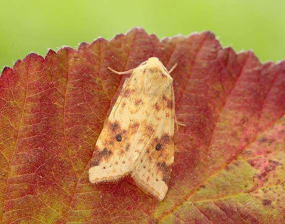 73.182 BF2274 Sallow Cirrhia icteritia