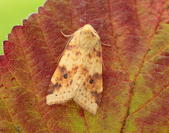 73.182 BF2274 Sallow Cirrhia icteritia