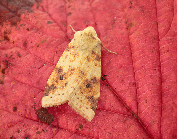 73.182 BF2274 Sallow Cirrhia icteritia
