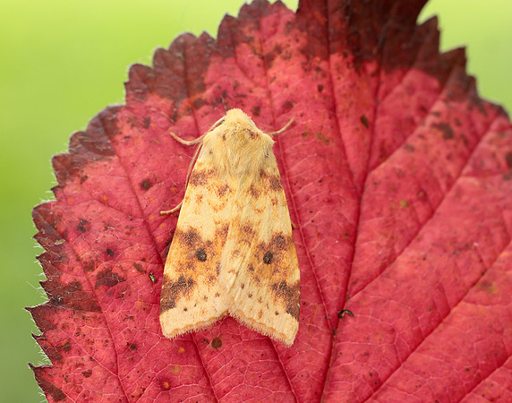 73.182 BF2274 Sallow Cirrhia icteritia