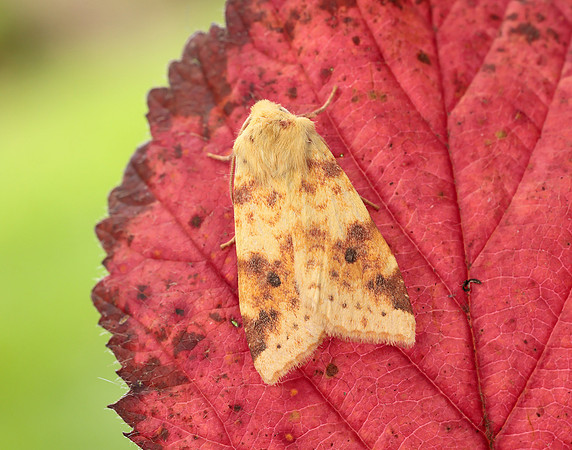 73.182 BF2274 Sallow Cirrhia icteritia