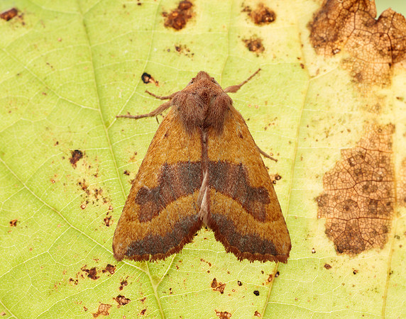 73.182 BF2274 Sallow Cirrhia icteritia