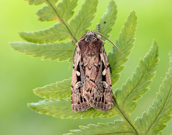 73.356 BF2135 Heath Rustic Xestia agathina