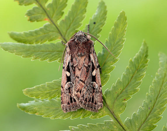 73.356 BF2135 Heath Rustic Xestia agathina