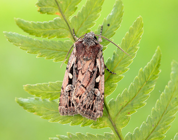 73.356 BF2135 Heath Rustic Xestia agathina