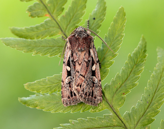 73.356 BF2135 Heath Rustic Xestia agathina