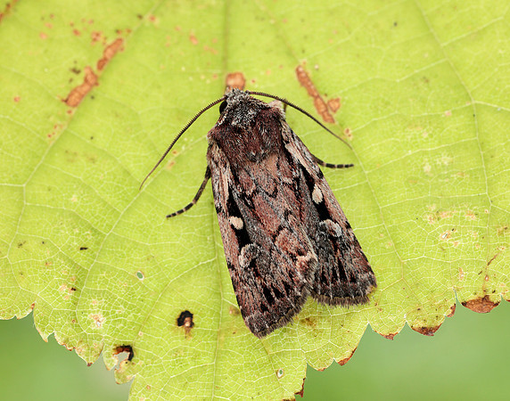 73.356 BF2135 Heath Rustic Xestia agathina