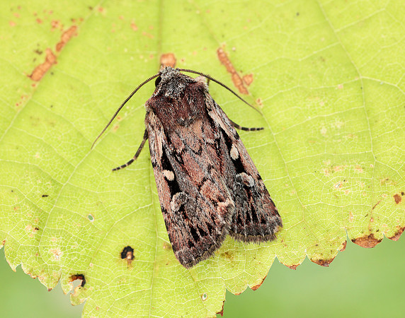 73.356 BF2135 Heath Rustic Xestia agathina