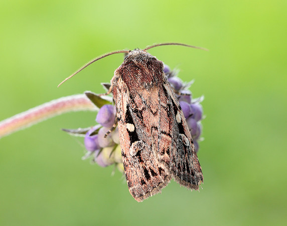 73.356 BF2135 Heath Rustic Xestia agathina