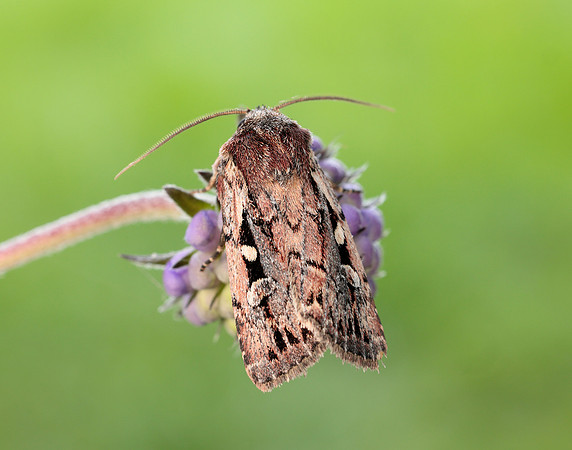 73.356 BF2135 Heath Rustic Xestia agathina