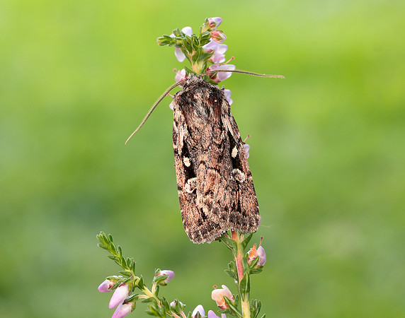 73.356 BF2135 Heath Rustic Xestia agathina