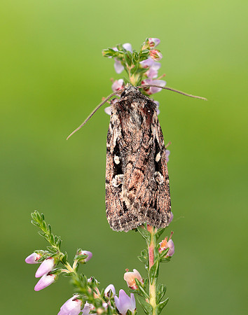 73.356 BF2135 Heath Rustic Xestia agathina