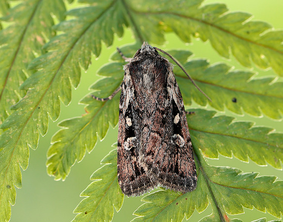 73.356 BF2135 Heath Rustic Xestia agathina