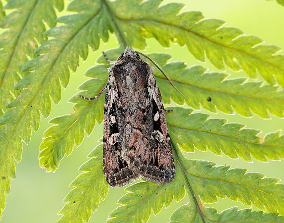 73.356 BF2135 Heath Rustic Xestia agathina