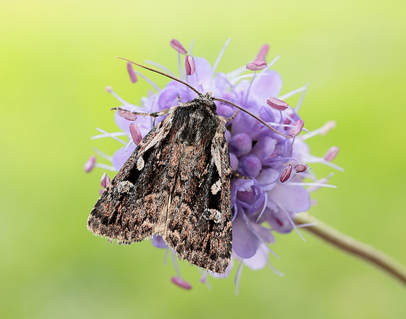 73.356 BF2135 Heath Rustic Xestia agathina
