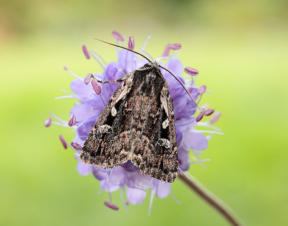 73.356 BF2135 Heath Rustic Xestia agathina