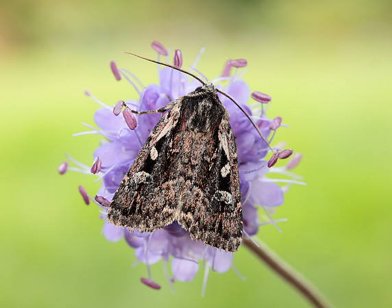 73.356 BF2135 Heath Rustic Xestia agathina