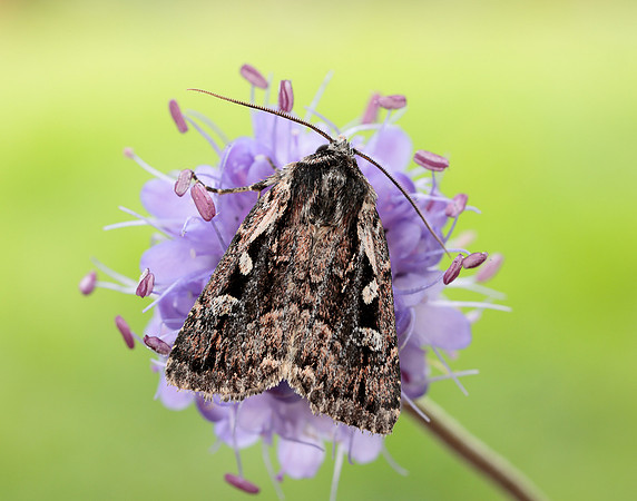 73.356 BF2135 Heath Rustic Xestia agathina