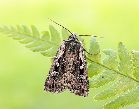 73.356 BF2135 Heath Rustic Xestia agathina