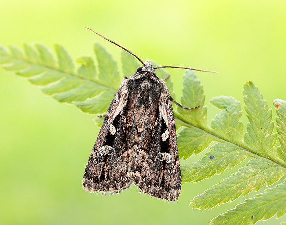 73.356 BF2135 Heath Rustic Xestia agathina