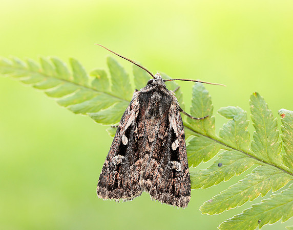 73.356 BF2135 Heath Rustic Xestia agathina