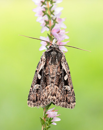 73.356 BF2135 Heath Rustic Xestia agathina