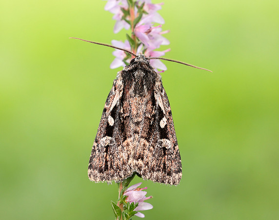 73.356 BF2135 Heath Rustic Xestia agathina