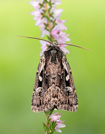 73.356 BF2135 Heath Rustic Xestia agathina