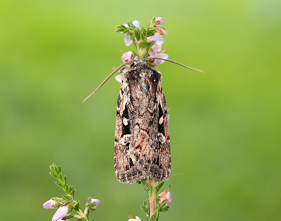73.356 BF2135 Heath Rustic Xestia agathina