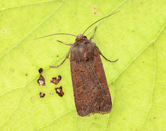 73.357 BF2134 Square-spot Rustic Xestia xanthographa