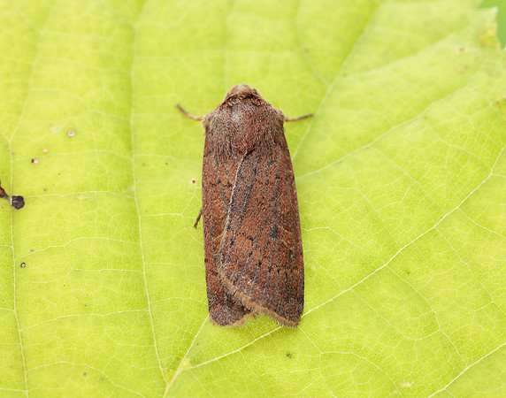 73.357 BF2134 Square-spot Rustic Xestia xanthographa
