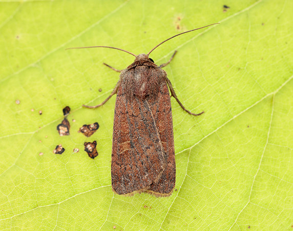 73.357 BF2134 Square-spot Rustic Xestia xanthographa