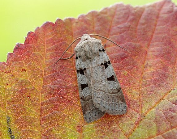 73.365 BF2117 Autumnal Rustic Eugnorisma glareosa