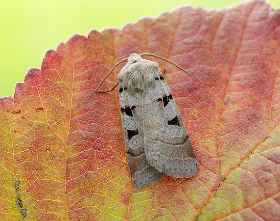 73.365 BF2117 Autumnal Rustic Eugnorisma glareosa