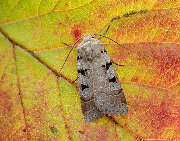 73.365 BF2117 Autumnal Rustic Eugnorisma glareosa