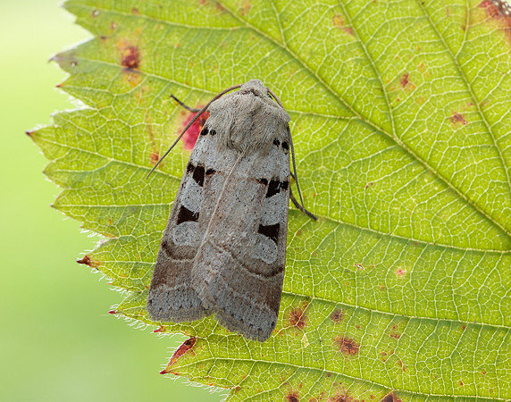 73.365 BF2117 Autumnal Rustic Eugnorisma glareosa
