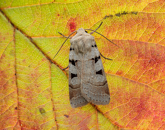 73.365 BF2117 Autumnal Rustic Eugnorisma glareosa