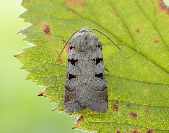 73.365 BF2117 Autumnal Rustic Eugnorisma glareosa