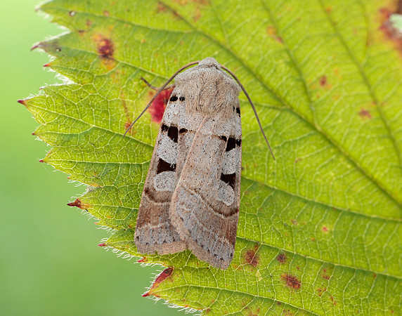 73.365 BF2117 Autumnal Rustic Eugnorisma glareosa